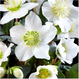 Plants by frank Set van 48 kerstroos planten | 48x Helleborus niger 'Christmas Carol' | 7 cm Ø | 20 cm ↕ (8721001420407)