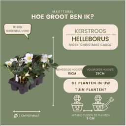 Plants by frank Set van 48 kerstroos planten | 48x Helleborus niger 'Christmas Carol' | 7 cm Ø | 20 cm ↕ (8721001420407)