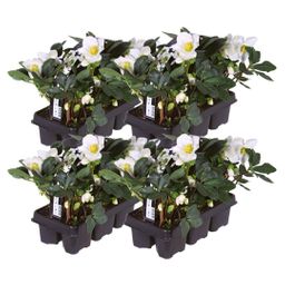 Plants by frank Set van 24 kerstroos planten | 24x Helleborus niger 'Christmas Carol' | 7 cm Ø | 20 cm ↕ (8721001420391)