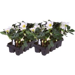 Plants by frank Set van 12 kerstroos planten | 12x Helleborus niger 'Christmas Carol' (8721001420384)