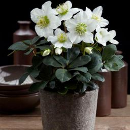 Plants by frank Set van 12 kerstroos planten | 12x Helleborus niger 'Christmas Carol' (8721001420384)