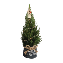 Plants by frank Kleine Kerstboom in Xmas Bag blauw - 70 cm - Picea Glauca Conica - Star lighting including batteries (6095853567569)