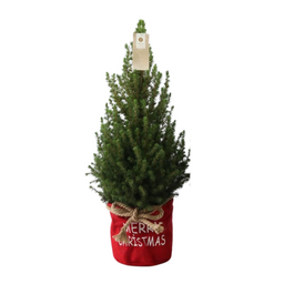 Plants by frank Kleine Kerstboom in Xmas Bag rood - 70 cm - Picea Glauca Conica - Standalone (6095843230213)