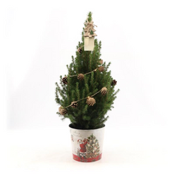 Plants by frank Kleine Kerstboom in Kerstmis sierpot - 70 cm - Picea Glauca Conica - Pine cone lighting including batteries (6095837441403)
