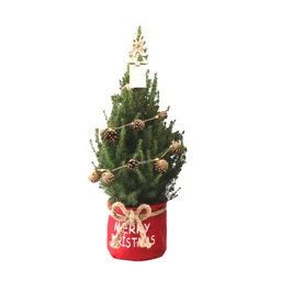 Plants by frank Kleine Kerstboom in Xmas Bag rood - 70 cm - Picea Glauca Conica - Pine cone lighting including batteries (6095848917911)