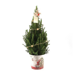 Plants by frank Kleine Kerstboom in Kerstmis sierpot - 70 cm - Picea Glauca Conica - Star lighting including batteries (6095837013044)