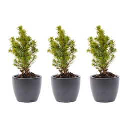 Mini-kerstboom set 6 - inclusief Boule Antraciet pot (8720872023465)