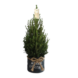 Plants by frank Kleine Kerstboom in Xmas Bag blauw - 70 cm - Picea Glauca Conica - Standalone (6095852111114)