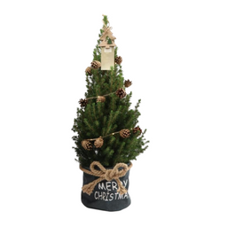 Plants by frank Kleine Kerstboom in Xmas Bag blauw - 70 cm - Picea Glauca Conica - Pine cone lighting including batteries (6095857032063)