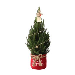 Plants by frank Kleine Kerstboom in Xmas Bag rood - 70 cm - Picea Glauca Conica - Star lighting including batteries (6095845576524)
