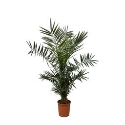 Phoenix Canariensis - 140 cm - Ø21cm (8721081686434)