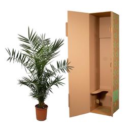 Phoenix Canariensis - 140 cm - Ø21cm (8721081686434)