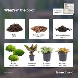 Planten terrarium navulling & startpakket - Calathea Lancifolia (14654)