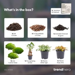 Planten terrarium navulling & Startpakket - Ficus Ginseng bonsai (8720872021539)