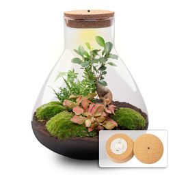 DIY planten terrarium met licht - Sam XL Bonsai - Ø 30 cm ↑ 32 cm (8720872022260)