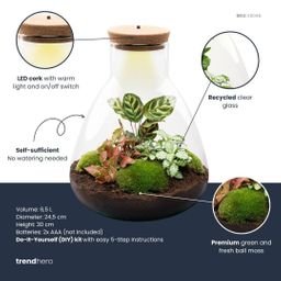 DIY Planten terrarium met licht - Sam Calathea - Ø 24,5 cm ↑ 30 cm - No tools (8720726958349)