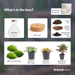 DIY Planten terrarium met licht - Sam Calathea - Ø 24,5 cm ↑ 30 cm - No tools (8720726958349)