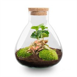 DIY terrarium - Sammie Coffea Red - Ø 22,5 cm ↑ 27 cm - No tools (8720872020365)