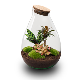 DIY Planten terrarium - Drop XL Palm - Ø 24 cm ↑ 37 cm - No tools (8720726958820)