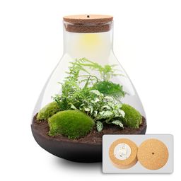 DIY Planten terrarium met licht - Sam XL Green - Ø 30 cm ↑ 32 cm - No tools (8719326972411)