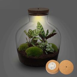 DIY Planten terrarium met licht - Fat Joe - Ø 29 cm ↑ 30 cm - No tools (8719326972442)