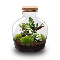 DIY Planten terrarium met licht - Fat Joe - Ø 29 cm ↑ 30 cm - No tools (8719326972442)