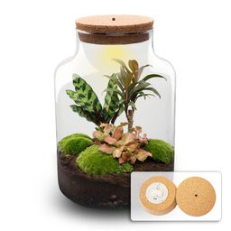 DIY Planten terrarium met licht - Milky Palm - Ø 21 cm ↑ 30 cm (8720872021065)