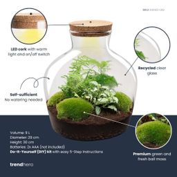 DIY Planten terrarium met licht - Fat Joe Green - Ø 29 cm ↑ 30 cm - No tools (8720726958639)