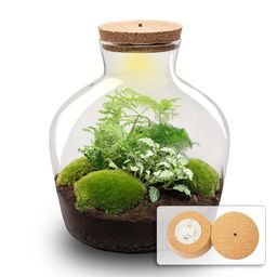 DIY Planten terrarium met licht - Fat Joe Green - Ø 29 cm ↑ 30 cm - No tools (8720726958639)