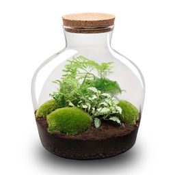 DIY Planten terrarium met licht - Fat Joe Green - Ø 29 cm ↑ 30 cm - No tools (8720726958639)
