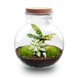 DIY Planten terrarium (met licht) - Teddy - Ø 25 cm ↑ 26,5 cm - No tools (8719327448649)
