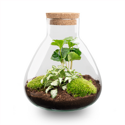 DIY Planten terrarium – Sammie Coffea White – ↕ 27 cm (8719326972404)
