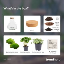 DIY Planten terrarium – Sammie Coffea White – ↕ 27 cm (8719326972404)