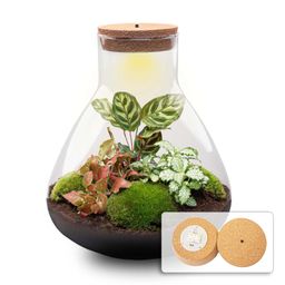 DIY Planten terrarium met licht - Sam XL Red - Ø 30 cm ↑ 32 cm - No tools (8720726958097)