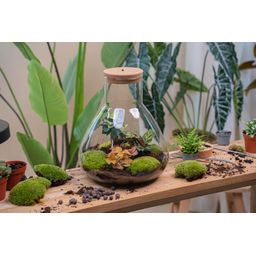 DIY Planten terrarium met licht - Sam XL Red - Ø 30 cm ↑ 32 cm - No tools (8720726958097)