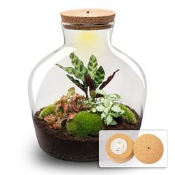 DIY Planten terrarium met licht - Fat Joe Red - Ø 29 cm ↑ 30 cm - No Tools (8720726958592)