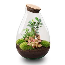 DIY Planten terrarium - Drop XL Bonsai 'red' - Ø 24 cm ↑ 37 cm - No tools (8719327448632)