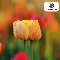 Tulpenbollen Icoon – 20 Stuks | KH Bloembollen® | Oranje Dubbelbloemige Tulp – Vol, Warm & Opvallend – Voor Tuin of Pot – Maat 11/12 – Ver (51160)