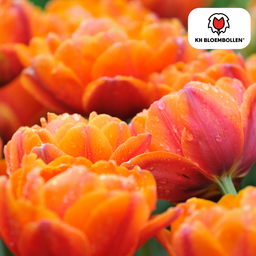 Tulpenbollen Icoon – 20 Stuks | KH Bloembollen® | Oranje Dubbelbloemige Tulp – Vol, Warm & Opvallend – Voor Tuin of Pot – Maat 11/12 – Ver (51160)