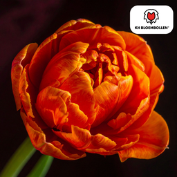 Tulpenbollen Icoon – 20 Stuks | KH Bloembollen® | Oranje Dubbelbloemige Tulp – Vol, Warm & Opvallend – Voor Tuin of Pot – Maat 11/12 – Ver (51160)