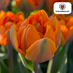 Tulpenbollen Icoon – 20 Stuks | KH Bloembollen® | Oranje Dubbelbloemige Tulp – Vol, Warm & Opvallend – Voor Tuin of Pot – Maat 11/12 – Ver (51160)