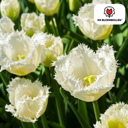 Tulpenbollen Honeymoon – 20 Stuks | KH Bloembollen® | Witte Kartelrand Tulp – Elegant & Uniek – Cadeau voor Tuin of Pot – Maat 11/12 – Ver (51140)