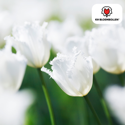 Tulpenbollen Honeymoon – 20 Stuks | KH Bloembollen® | Witte Kartelrand Tulp – Elegant & Uniek – Cadeau voor Tuin of Pot – Maat 11/12 – Ver (51140)