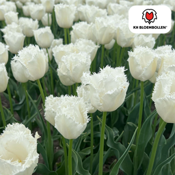 Tulpenbollen Honeymoon – 20 Stuks | KH Bloembollen® | Witte Kartelrand Tulp – Elegant & Uniek – Cadeau voor Tuin of Pot – Maat 11/12 – Ver (51140)