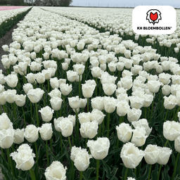 Tulpenbollen Honeymoon – 20 Stuks | KH Bloembollen® | Witte Kartelrand Tulp – Elegant & Uniek – Cadeau voor Tuin of Pot – Maat 11/12 – Ver (51140)