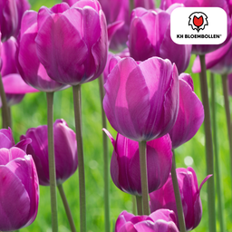 Tulpenbollen Purple Prince – 20 Stuks | KH Bloembollen® | Paars-Violet Tulp – Krachtig & Koninklijk – Voor Tuin of Pot – Maat 11/12 – Vers (51172)