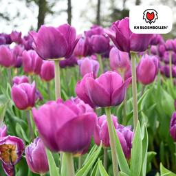 Tulpenbollen Purple Prince – 20 Stuks | KH Bloembollen® | Paars-Violet Tulp – Krachtig & Koninklijk – Voor Tuin of Pot – Maat 11/12 – Vers (51172)
