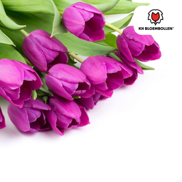 Tulpenbollen Purple Prince – 20 Stuks | KH Bloembollen® | Paars-Violet Tulp – Krachtig & Koninklijk – Voor Tuin of Pot – Maat 11/12 – Vers (51172)