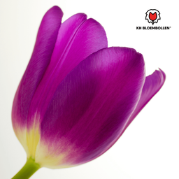 Tulpenbollen Purple Prince – 20 Stuks | KH Bloembollen® | Paars-Violet Tulp – Krachtig & Koninklijk – Voor Tuin of Pot – Maat 11/12 – Vers (51172)