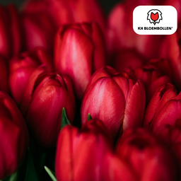 Tulpenbollen Ile de France – 20 Stuks | KH Bloembollen® | Dieprode Tulp – Klassiek, Krachtig & Elegant – Voor Tuin of Pot – Maat 11/12 – V (51162)